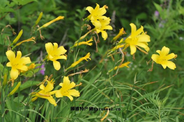 璧山黄花菜